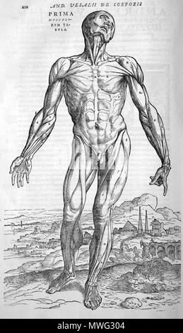 . Andreas Vesalius (1514-1564): Andreae Vesalii Bruxellensis, invictissimi Caroli V. Imperatoris Medici, De Humani Corporis Fabrica libri septem, 1555. Januar 2008. McLeod 629 Vesalius Muskeln vorne Stockfoto