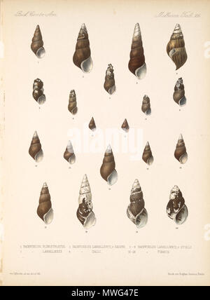 . Español: Eduard von Marten 1890-1901: biologia Centrali - Amerika Land- und Süßwasser Mollusca (Lamellen del Libro). Zwischen 1890 und 1901. Eduard von Marten (1831-1904) 179 Eduard von Marten 1890-1901 767 Stockfoto