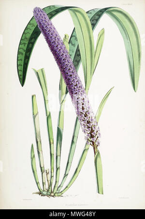 . Abbildung: Arpophyllum giganteum. zwischen 1862 und 1865. Walter Hood Fitch (1817-1892), Illustrator, Robert Warner (1814-1896) und Benjamin Samuel Williams (1822-1890) Editoren 57 Arpophyllum giganteum sop Stockfoto