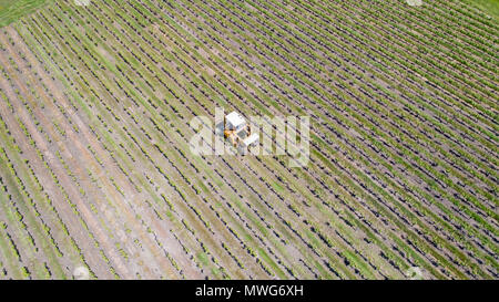 Luftbild von einem Traktor Ernte Weintrauben in einem Weinberg, Loire Atlantique Stockfoto