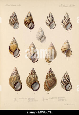 . Español: Eduard von Marten 1890-1901: biologia Centrali - Amerika Land- und Süßwasser Mollusca (Lamellen de Libro). Zwischen 1890 und 1901. Eduard von Marten (1831-1904) 179 Eduard von Marten 1890-1901 752 Stockfoto
