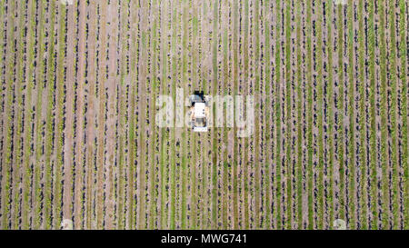 Luftbild von einem Traktor Ernte Weintrauben in einem Weinberg, Loire Atlantique Stockfoto