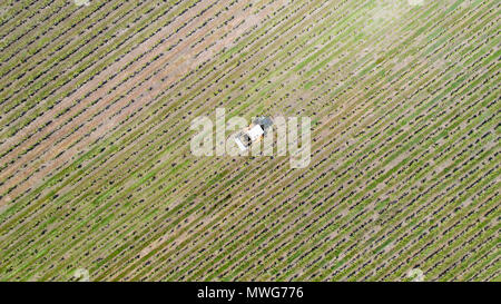 Luftbild von einem Traktor Ernte Weintrauben in einem Weinberg, Loire Atlantique Stockfoto