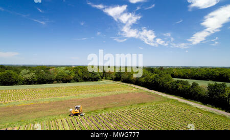 Luftbild von einem Traktor Ernte Weintrauben in einem Weinberg, Loire Atlantique Stockfoto
