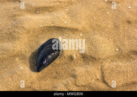 Eine Muschel am Strand der Adria Stockfoto