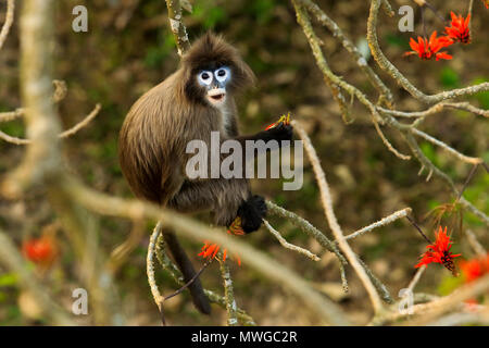 Phayre Blatt's Monkey (Trachypithecus Satchari phayrei), Nationalpark, Habiganj, Bangladesch Stockfoto