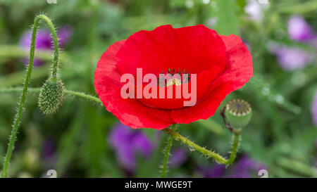 Papaver Rhoeas Trivialnamen sind Klatschmohn, Mais rose, Feld Mohn, Flandern Mohn, roter Mohn, roter Unkraut, Coquelicot Stockfoto
