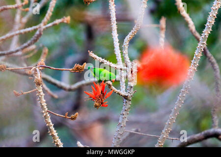 Vernal hängenden Papagei (Loriculus Satchari Vernalis), Nationalpark, Habiganj, Bangladesch Stockfoto