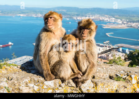 In der Nähe der berühmten Wilden Barbary macaques Familie, entspannen Sie in Gibraltar Rock Stockfoto