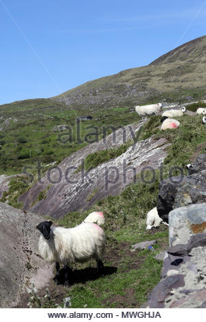 Die Schafe auf dem Hügel in der Nähe von derrynane am Ring of Kerry in Irland Stockfoto