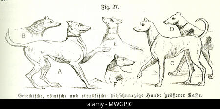 . Ludwig Beckmann (1822-1902): Abbildung in: Geschichte und Beschreibung der Deutschland des Hundes. Band 1, Verlag von Friedrich Vieweg und Sohn, Braunschweig 1894, S. 69. 1894. Ludwig Beckmann (1822-1902) 380 Ludwig Beckmann Abbildung Katzen Stockfoto