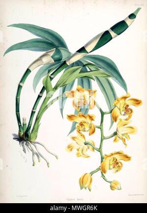 . Abbildung: Saxifraga laevis. zwischen 1865 und 1875. Walter Hood Fitch (1817-1892), Illustrator, Robert Warner (1814-1896) und Benjamin Samuel Williams (1822-1890) Editoren 130 Saxifraga laevis Stockfoto