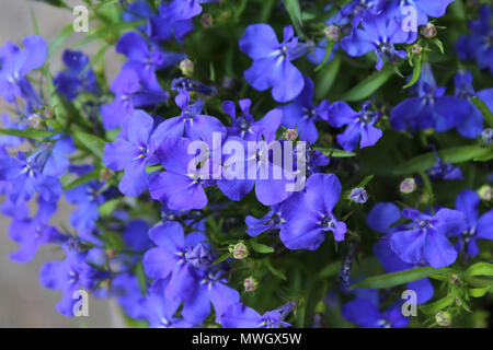 Die schöne Saphir Blau Blumen von Lobelia erinus, einem beliebten Sommer Beetpflanze, wachsen in einem Topf. Stockfoto