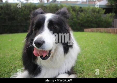 Eine reinrassige schwarze und weiße Border Collie leckt ihre Lippen Stockfoto