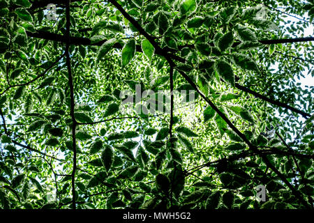 Zelkova serrata ' variegata ', Japanische Graurinde Ulme Zelkova serrata Blätter Baumkrone, eine Krone des Baumes Zelkova, Baum Stockfoto