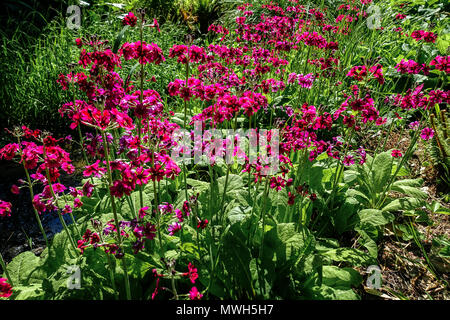 Primula japonica ' Miller's Crimson ' rote Blumen Frühlingsgarten Stockfoto