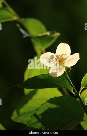 White English hartriegel Blüte, Cornus alba 'Sibirica coronarius, süße Mock-orange blühende Pflanzen in voller Blüte, mit Hintergrundbeleuchtung in der Morgensonne Stockfoto