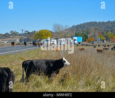 Rinder weiden an der Seite des Gwydir Highway nach Inverell in der Nähe von Byron Bay in New South Wales, Australien, wegen der Dürre dieses erzwingen Stockfoto