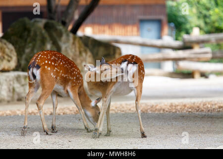 Paar sika Hirsche in den Zoo, Cervus Nippon pseudaxis Stockfoto