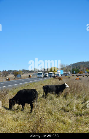 Rinder weiden an der Seite des Gwydir Highway nach Inverell in der Nähe von Byron Bay in New South Wales, Australien, wegen der Dürre dieses erzwingen Stockfoto