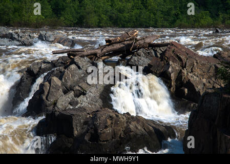 Massiver Baumstamm auf Rock in Great Falls, Maryland geschleudert, die durch die überschwemmung Potomac River, Washington, DC Stockfoto