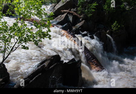 Massiver Baumstamm auf Rock in Great Falls, Maryland geschleudert, die durch die überschwemmung Potomac River, Washington, DC Stockfoto