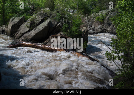 Massiver Baumstamm auf Rock in Great Falls, Maryland geschleudert, die durch die überschwemmung Potomac River, Washington, DC Stockfoto