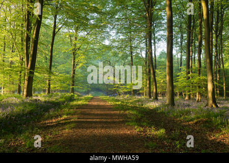 Schatten fallen über einen Wald Weg im Frühjahr mit Glockenblumen sichtbar. King's Holz, Challock, Kent, Großbritannien. Stockfoto