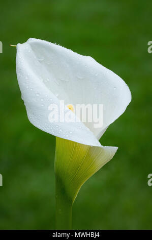 Calla Lilie Blume. Stockfoto