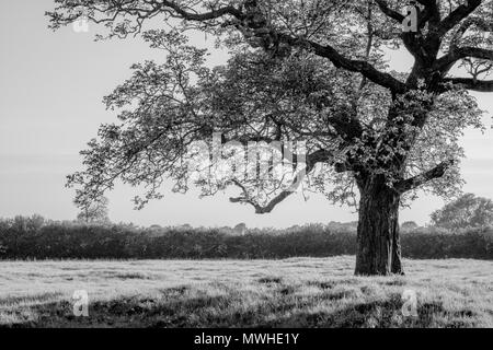 Ein einsamer Baum in einem Feld in Schwarz und Weiß, mit Kopie Raum auf der linken Seite Stockfoto