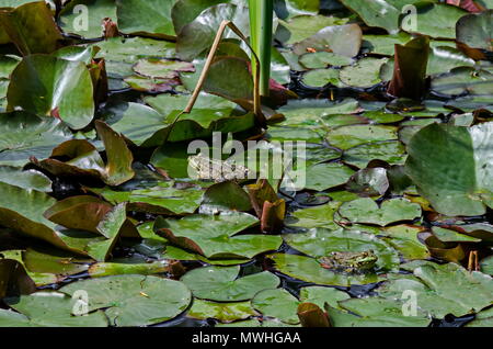 Grünen Teich Frosch oder rana Amphibienarten Aquatic Animal Aalen in der Sonne auf Lily pad, South Park, Sofia, Bulgarien Stockfoto