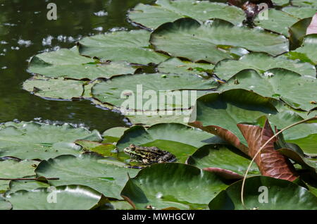 Grünen Teich Frosch oder rana Amphibienarten Aquatic Animal Aalen in der Sonne auf Lily pad, South Park, Sofia, Bulgarien Stockfoto