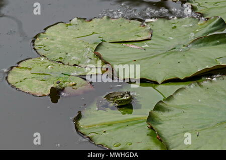 Grünen Teich Frosch oder rana Amphibienarten Aquatic Animal Aalen in der Sonne auf Lily pad, South Park, Sofia, Bulgarien Stockfoto