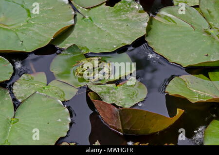 Grünen Teich Frosch oder rana Amphibienarten Aquatic Animal Aalen in der Sonne auf Lily pad, South Park, Sofia, Bulgarien Stockfoto