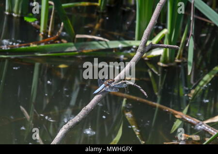 Blue Dragonfly oder Odonata auf ein trockenes Gras auf dem Feld, South Park, Sofia, Bulgarien Stockfoto