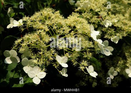 Sunlit weiß Gefüllte Schneeball, Viburnum opulus, im Monat Mai, Deutschland Stockfoto