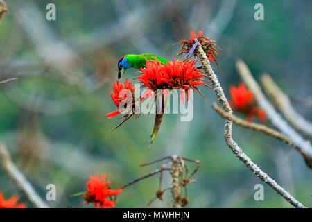 Blue-throated Barbet (Psilopogon Satchari asiaticus), Nationalpark, Habiganj, Bangladesch Stockfoto