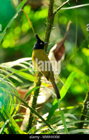 Black-Crested bulbul (Pycnonotus Satchari flaviventris), Nationalpark, Habiganj, Bangladesch Stockfoto