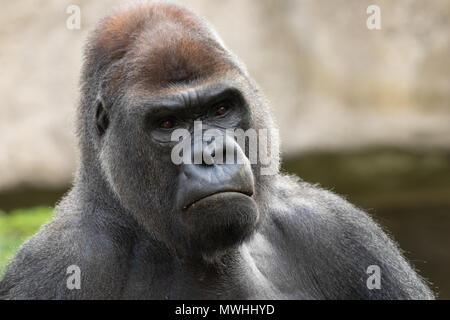 Ernsthafte Silverback Gorilla (Gorilla Gorilla) Porträt im Zoo von Madrid, Spanien, Europa. Stockfoto