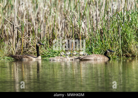 Zwei Kanadagänse (Branta canadensis) und deren Gänschen in Heyburn State Park im Norden von Idaho. Stockfoto