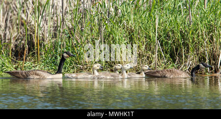 Zwei Kanadagänse (Branta canadensis) und deren Gänschen in Heyburn State Park im Norden von Idaho. Stockfoto