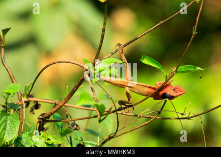 Gemeinsamen garten Echse, Eastern Garden Lizard oder veränderbaren Lizard (Calotes versicolor), Nationalpark, Satchari Habiganj, Bangladesch Stockfoto