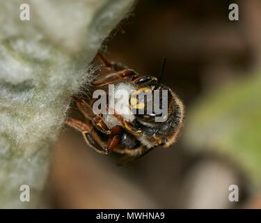 Wolle carder Biene Anthidium manicatum nigrithorax, Unterarten, weibliche sammeln Haare für nestbau von Stachys byzantina 'Big Ears' Stockfoto