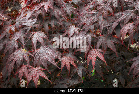 Wassertropfen auf Acer Blätter Stockfoto