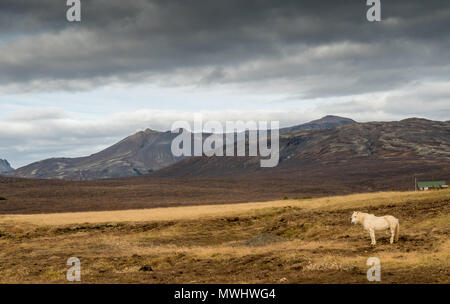 Pferd im isländischen Hochland Stockfoto