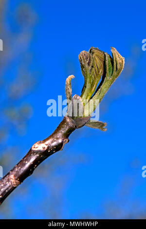 Nahaufnahme auf eine Öffnung blatt Knospe an der Spitze einer Zweig auf einem Nussbaum mit einem klaren, blauen Himmel Hintergrund Stockfoto