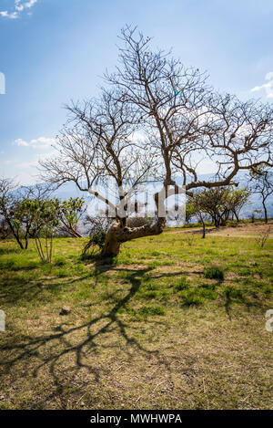 Monte Alban, einer Präkolumbianischen archäologischen Stätte, alten Baum auf North Plattform, Oaxaca, Mexiko Stockfoto