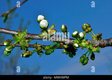 Die weiße Blüte Blüten erscheinen zuerst auf einem Sour cherry tree branch Stockfoto