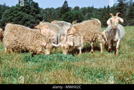 Angora 'Nanny' Ziegen konsumieren Schnittvorschub, Wiese, "Capra aegagrus Circus". Stockfoto