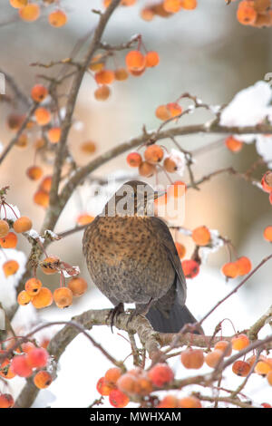 Frau schwarzer Vogel (Turdus merula) in einem Crab Apple Tree in Winter, Großbritannien, Großbritannien Stockfoto